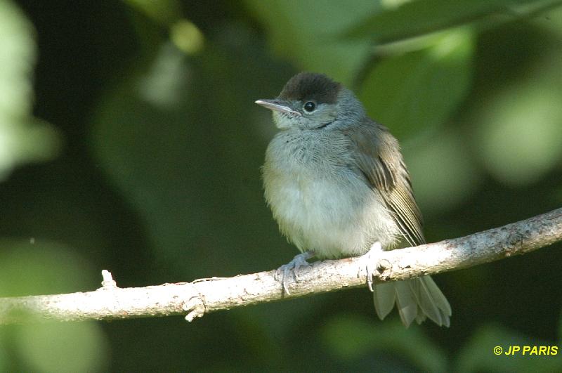 Sylvia atricapilla