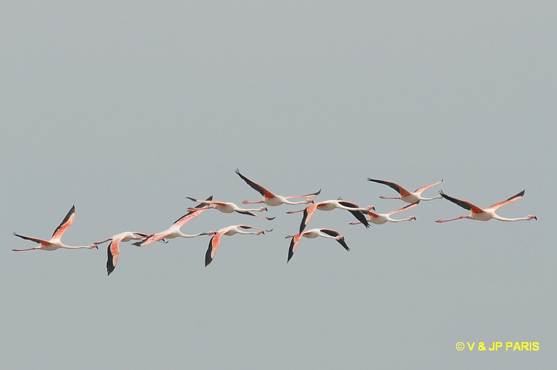 Phoenicopterus roseus