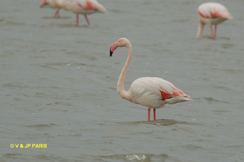 Phoenicopterus roseus