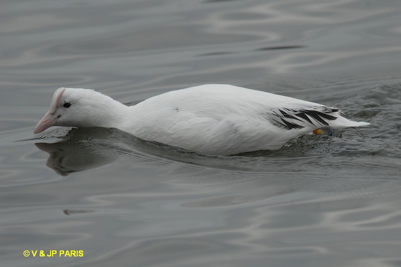 Fulica atra
