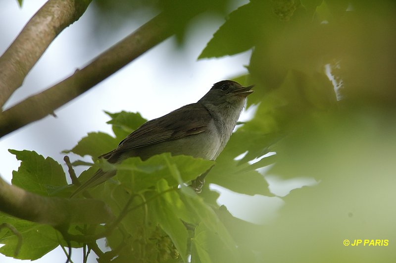 Sylvia atricapilla