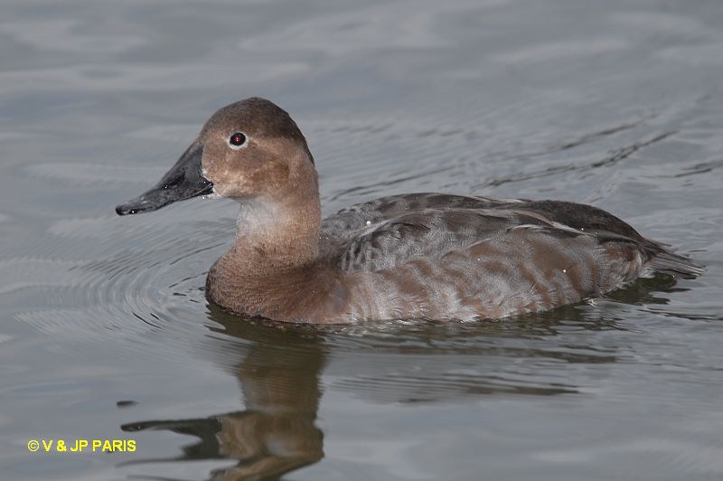 Aythya valisineria