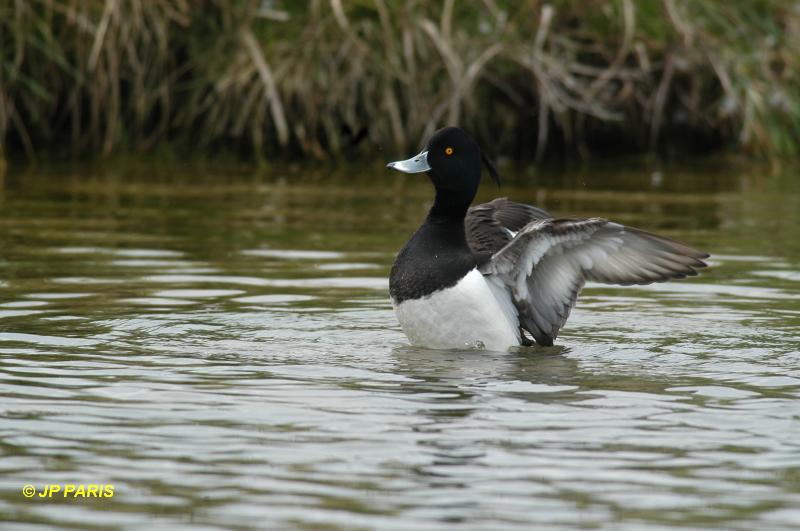 Aythya fuligula