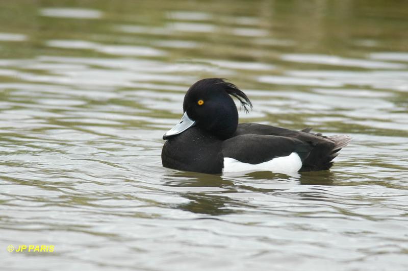 Aythya fuligula