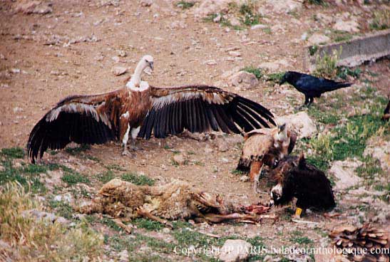 Gyps fulvus