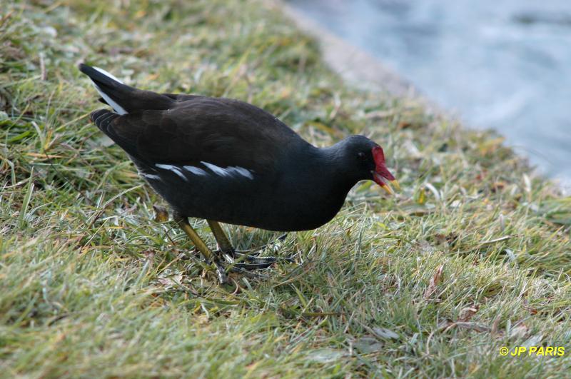 Gallinula chloropus