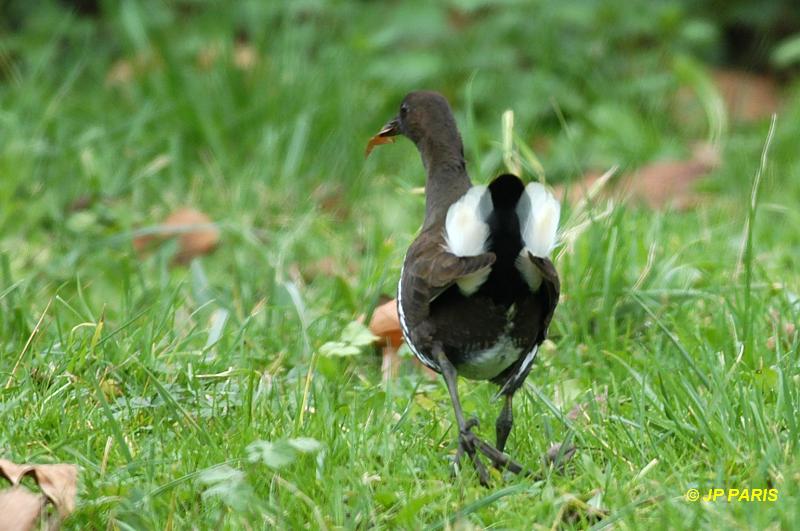 Gallinula chloropus