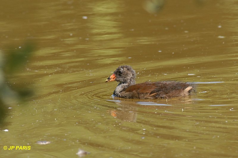 Gallinula chloropus
