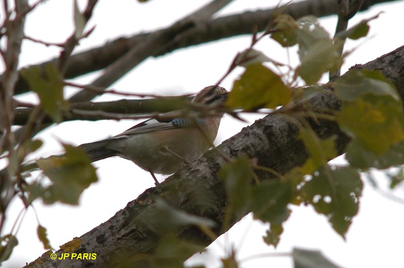 Garrulus glandarius