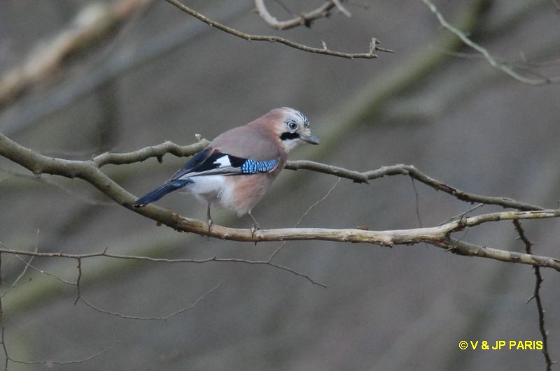 Garrulus glandarius