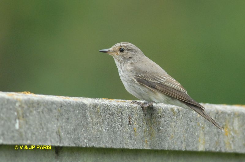 Muscicapa striata