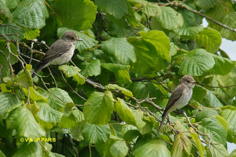 Muscicapa striata