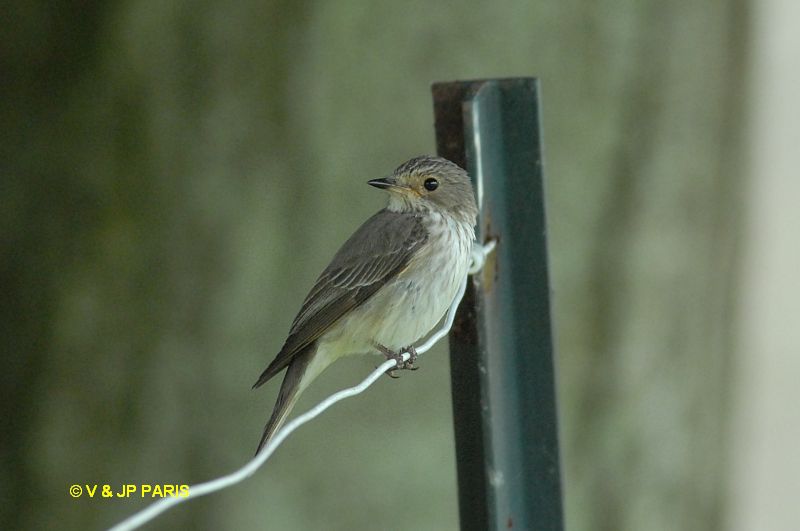 Muscicapa striata