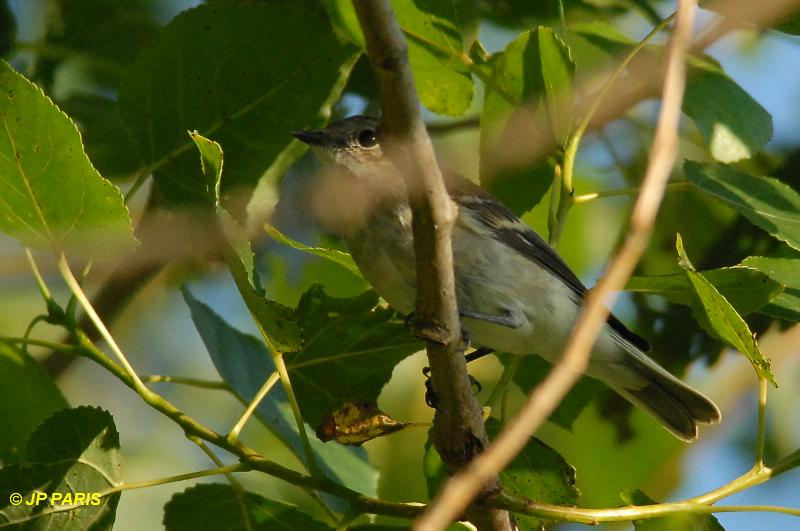 Ficedula hypoleuca