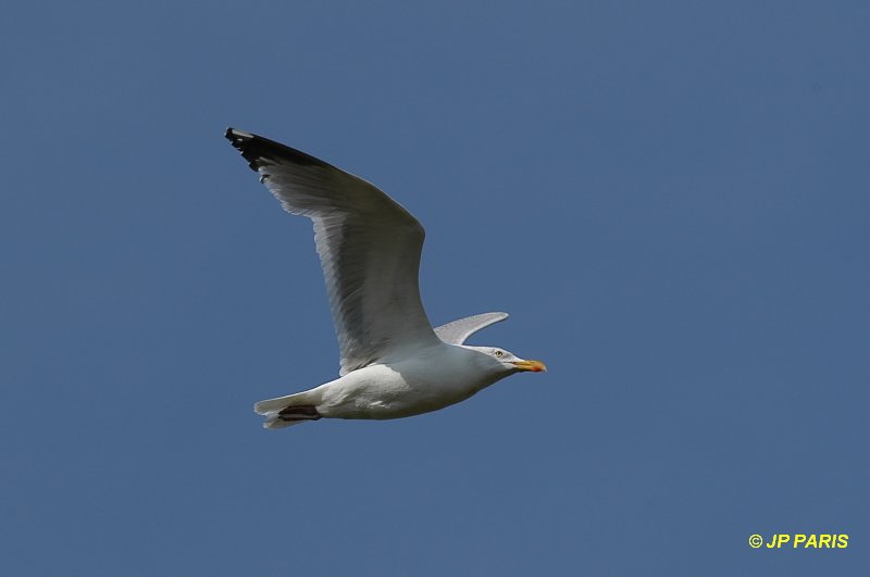 Larus argentatus
