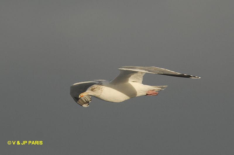 Larus argentatus