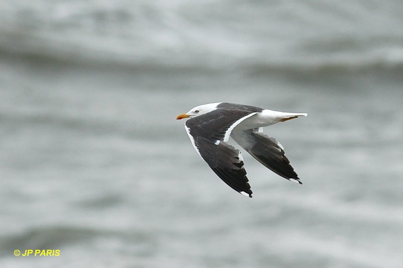Larus fuscus