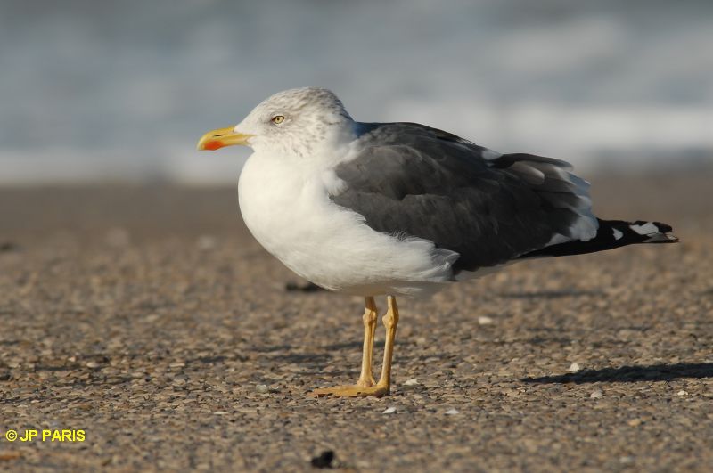 Larus fuscus