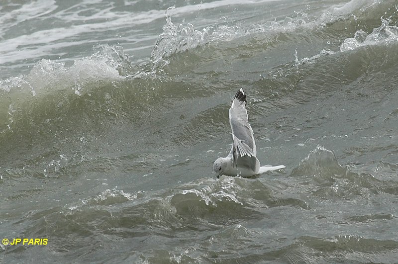 Larus canus