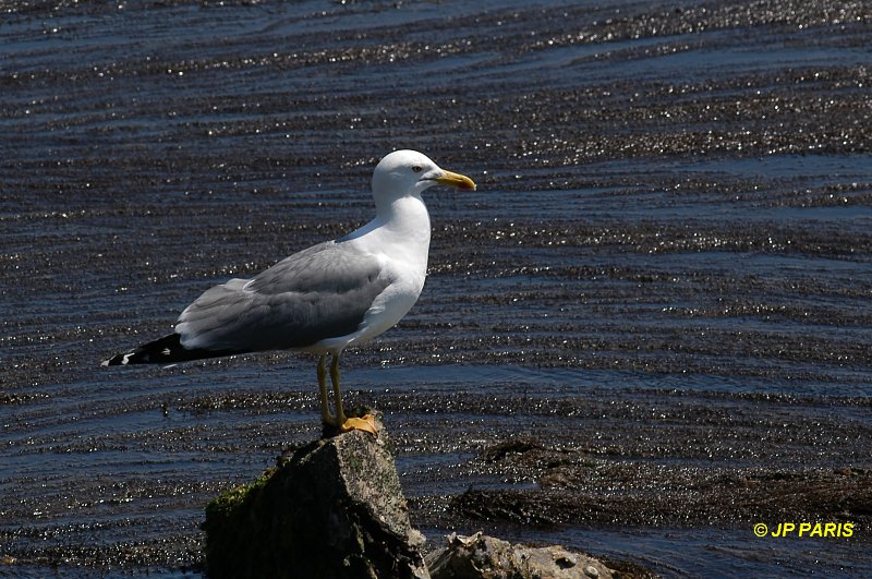 Larus michahellis