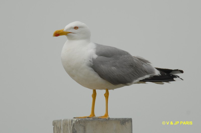 Larus michahellis