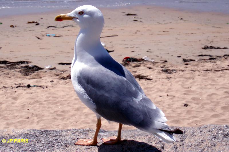 Larus michahellis