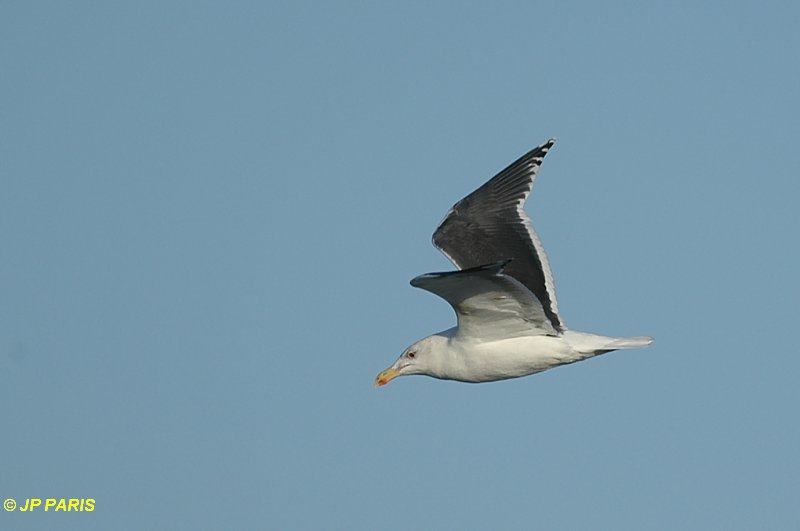 Larus marinus