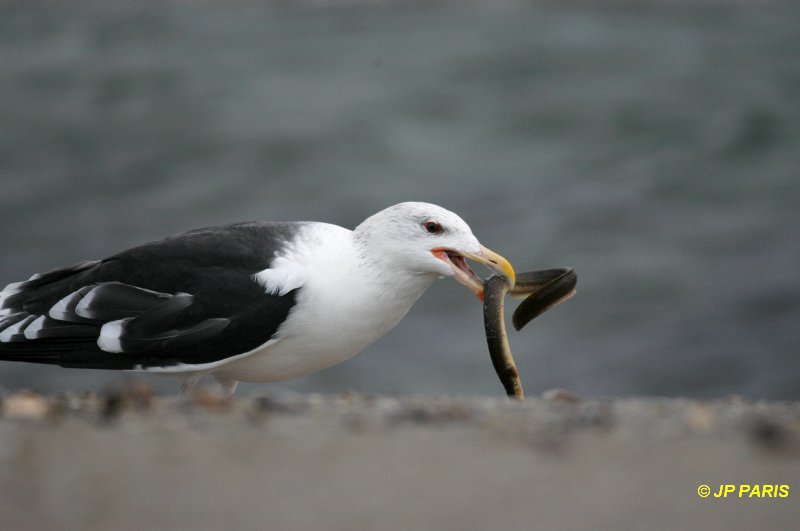 Larus marinus