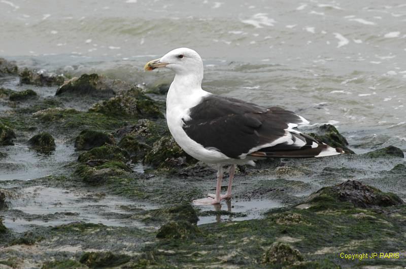 Larus marinus