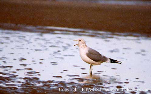 Larus canus