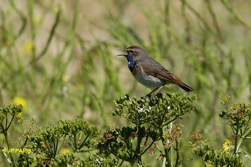 Luscinia svecica
