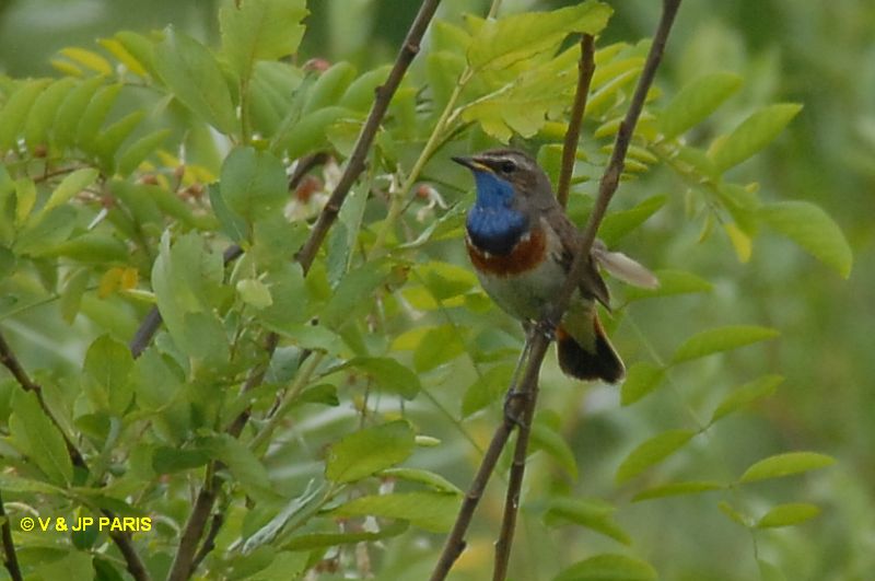 Luscinia svecica