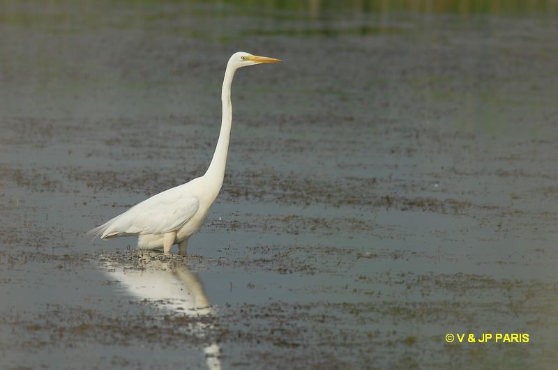 Ardea alba