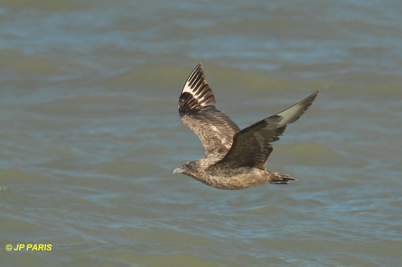 Stercorarius skua