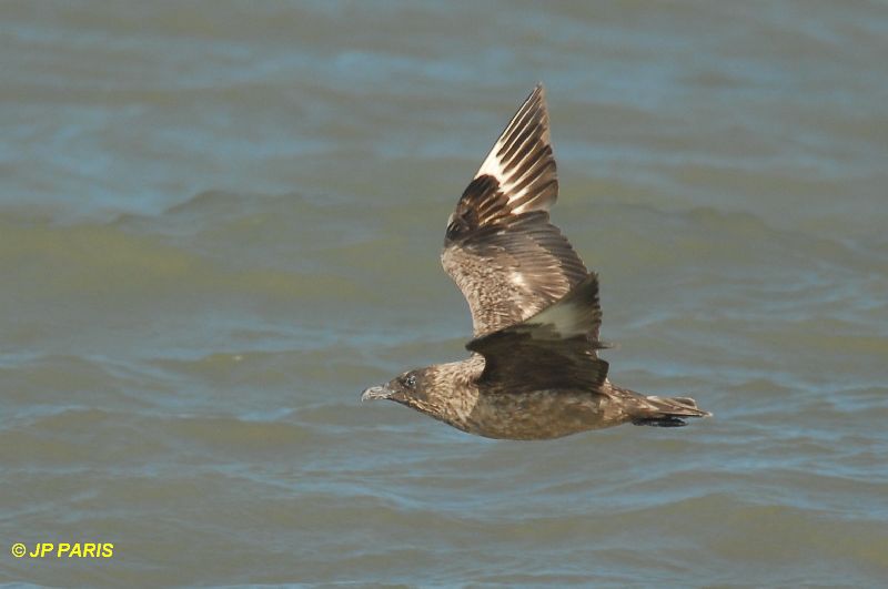 Stercorarius skua