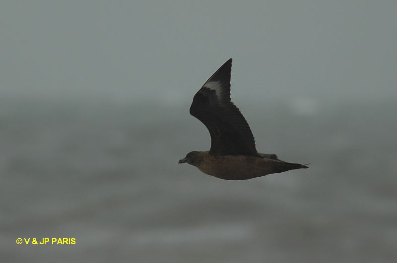 Stercorarius skua
