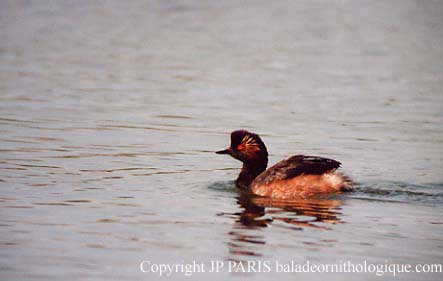 Podiceps nigricollis