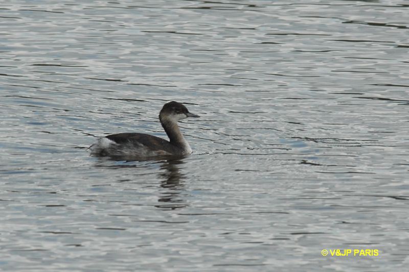 Podiceps nigricollis