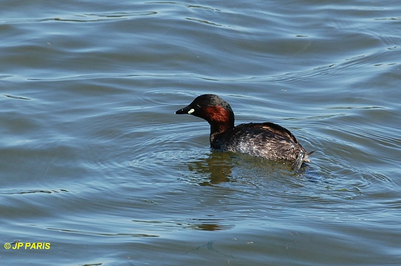 Tachybaptus ruficollis