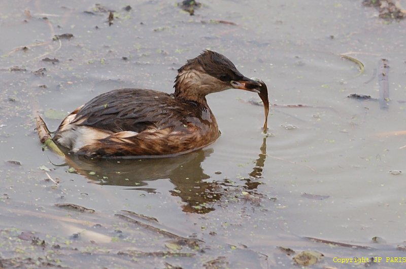 Tachybaptus ruficollis