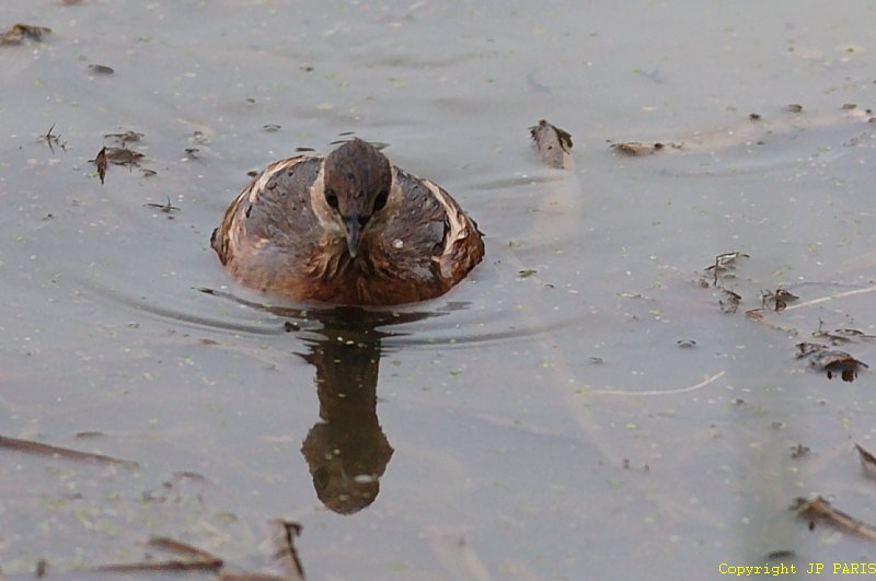 Tachybaptus ruficollis