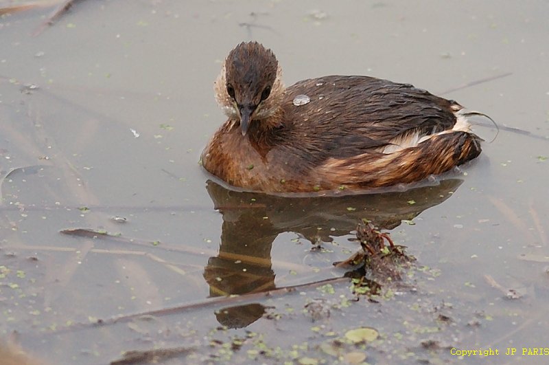 Tachybaptus ruficollis