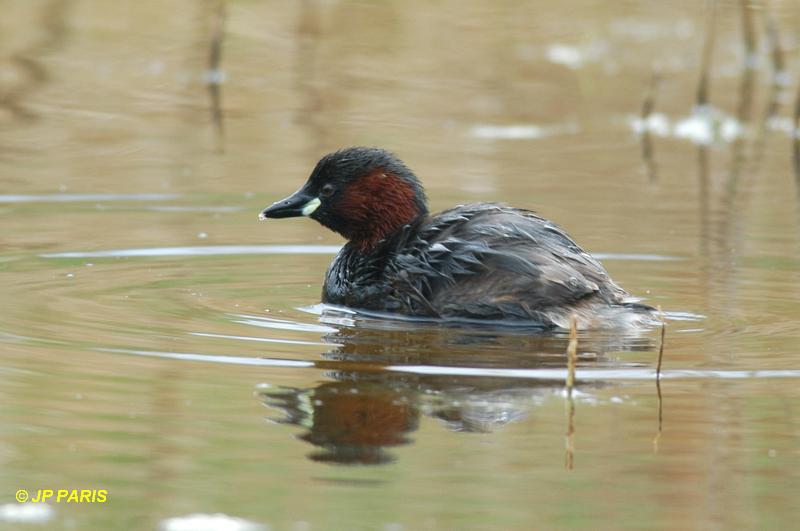 Tachybaptus ruficollis
