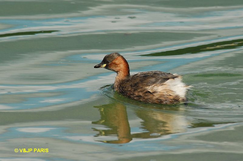 Tachybaptus ruficollis