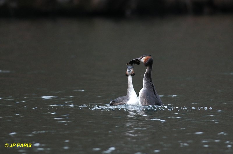 Podiceps cristatus