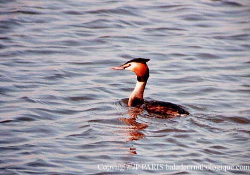 Podiceps cristatus