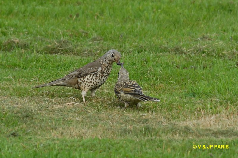 Turdus viscivorus