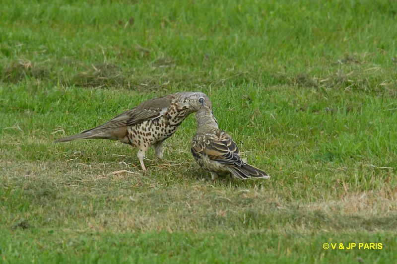 Turdus viscivorus