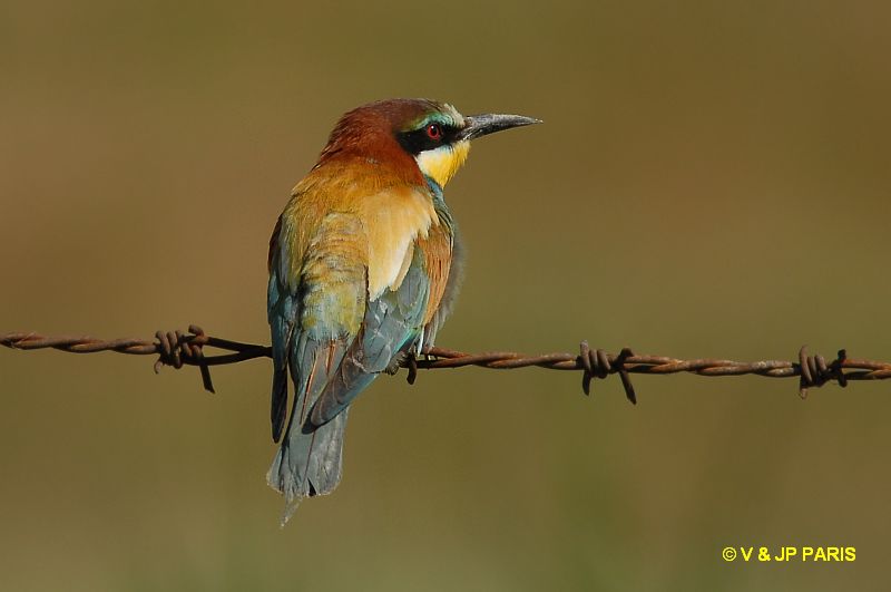 Merops apiaster