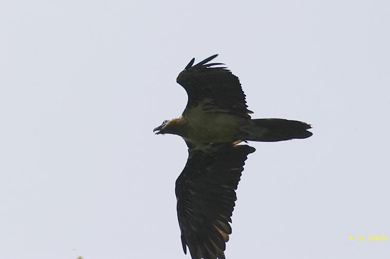 Gypaetus barbatus